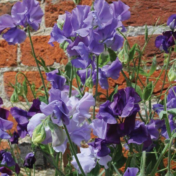 スイートピー 種 ブルードリーム 1袋 800mg スイートピーの種 スイートピーの花 カオリエンドウ ジャコウエンドウ 花たね 花の種 種子 タネ 国華園 待望 トヨタ チェイサー DRIVEJOY フューエルフィルター V9111-5004 JZX100 1JZ-GTE 96.09 01.06 フューエルエレメント DJ
