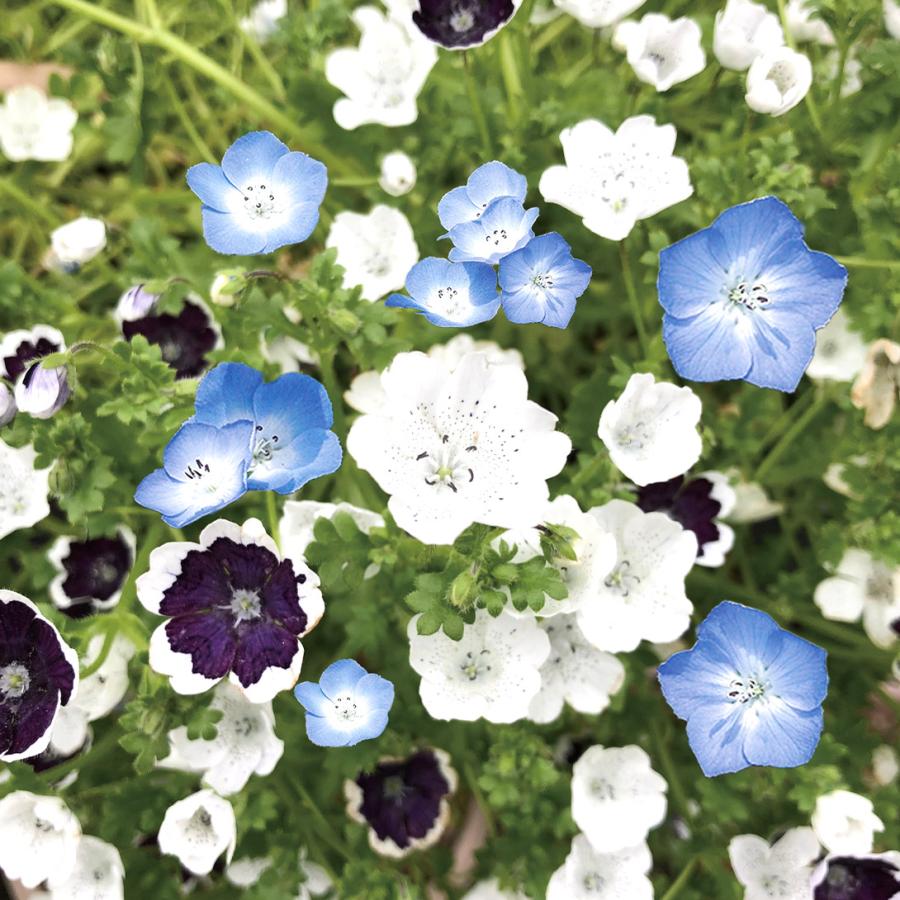 国華園 種 花たね ネモフィラ混合 1袋(500mg) / 花の種 通販 花種 はな