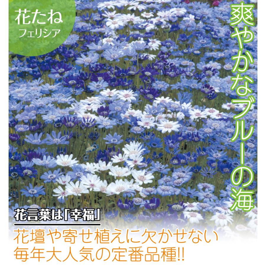26円 即日発送 フェリシア 種 たね 1袋 100mg フェリシアの種 スプリングメルヘン 花たね 種子 花の種 タネ 国華園
