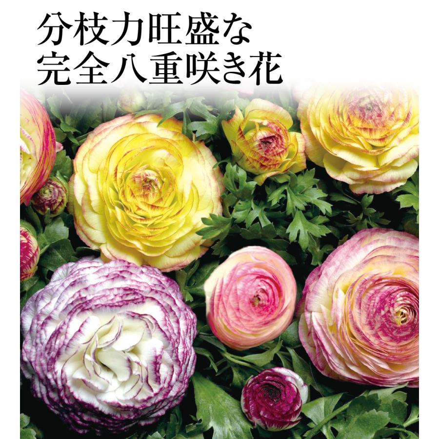 宿根草【ラナンキュラス】サクセス『ノンノアントニオ』５号【バイカラーの花びら】♪ 園芸ネット本店｜ラナンキュラス：サクセス ノンノアントニオ5号ロング