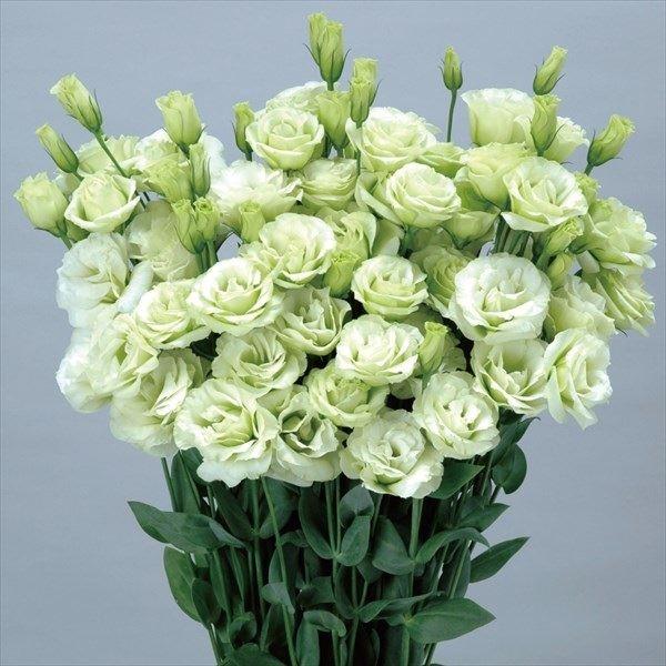 低価格で大人気の トルコキキョウ 種 F1シャーロットグリーン 1袋 25粒 トルコキキョウの種 トルコキキョウの花 ユーストマ 花たね 花の種 種子 タネ 国華園