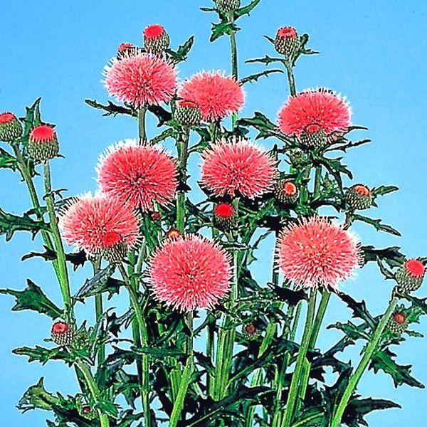 冬バーゲン ドイツアザミ 種 アーリーピンク 1袋 粒 ドイツアザミの種 ドイツアザミの花 はなあざみ 花薊 花たね 花の種 種子 タネ 国華園 Aynaelda Com