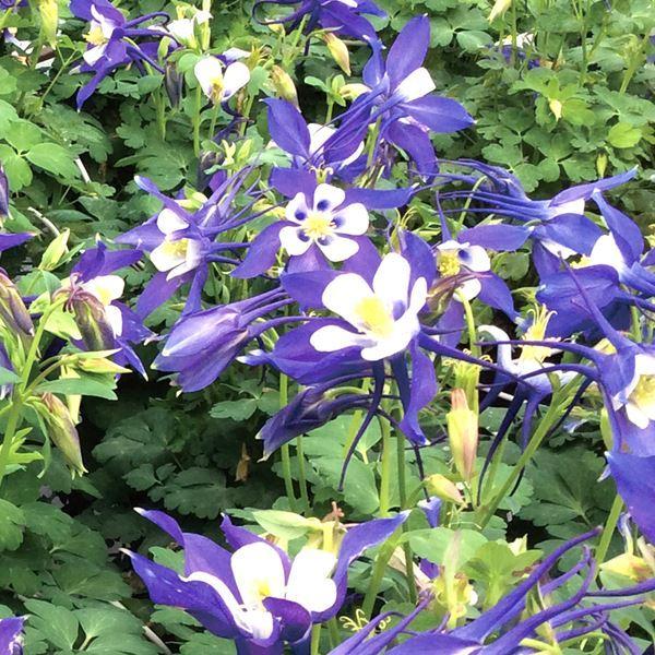 75 Off 西洋オダマキ 種 キリガミ ディープブルー ホワイト 1袋 10粒 西洋苧環 おだまきの種 おだまきの花 花たね アクイレギア ブルガリス 花の種子 タネ 国華園