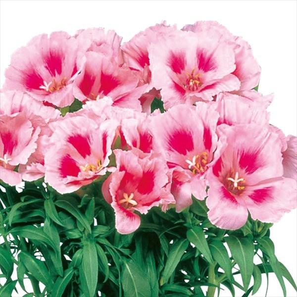 ゴデチア 種 ジューンラベンダーアイ 1袋 30粒 ゴデチアの種 ゴデチアの花 ゴデチャ ゴデチヤ 花たね 花の種 種子 タネ 国華園 22n P7 0063 花と緑 国華園 通販 Yahoo ショッピング