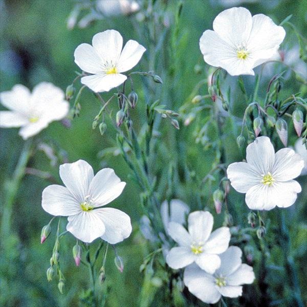 宿根アマ 種 ダイヤモンド 1袋 100粒 宿根アマの種 花たね 花の種 花 種子 タネ 国華園 22n P7 0066 花と緑 国華園 通販 Yahoo ショッピング