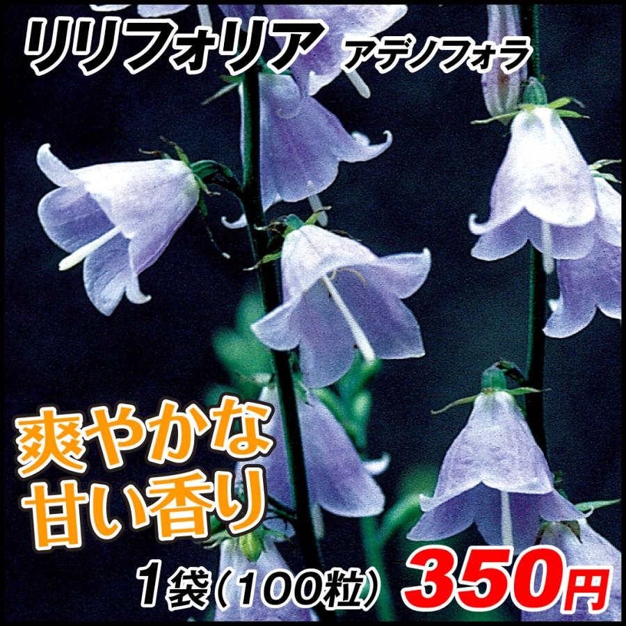 アデノフォラ 種 花たね リリフォリア 1袋 100粒 アデノフォラの種 アデノフォラの花 レディーベル 花たね 花の種 種子 タネ 国華園 22n P7 0072 花と緑 国華園 通販 Yahoo ショッピング