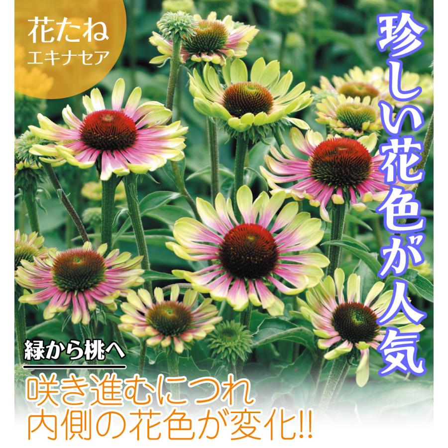 エキナセア 種 グリーンツイスター 1袋 粒 エキナセアの種 エキナセアの花 ムラサキバレンギク 切花向き 多年草 観賞用 花たね 花の種 種子 タネ 国華園 22n P7 0073 花と緑 国華園 通販 Yahoo ショッピング