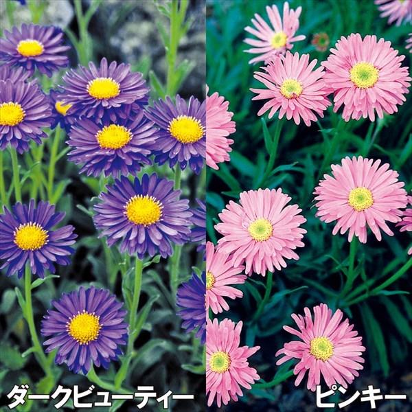 アスター 種 アルペンアスターセット 2種2袋 アスターの種 アスターの花 エゾギク 蝦夷菊 花たね 花の種 種子 タネ 国華園 22n P7 0074 花と緑 国華園 通販 Yahoo ショッピング