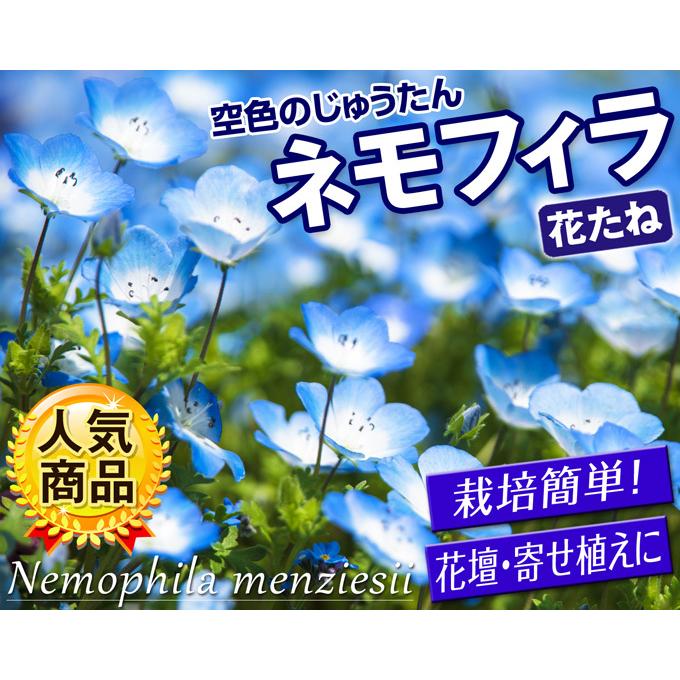 花と緑 国華園種 大量たね 花の種 1袋 国華園 花たね ネモフィラの花 ネモフィラ ネモフィラの種 タネ 種子 50g