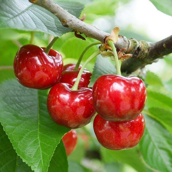 2021年春の さくらんぼ 苗木 苗 ラパン 1株 桜桃 チェリー サクランボの木 果樹苗 さくらんぼ 苗木 1年生 接木 ポット苗 チェリー 桜桃 さくらんぼ苗 果樹 果樹苗