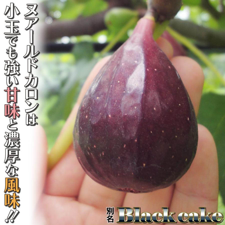 果樹苗 イチジク 絶品イチジクセット 2種2株 : 花と緑 国華園 果樹苗 イチジク 絶品イチジクセット 2種2株 : 花と緑 国華園