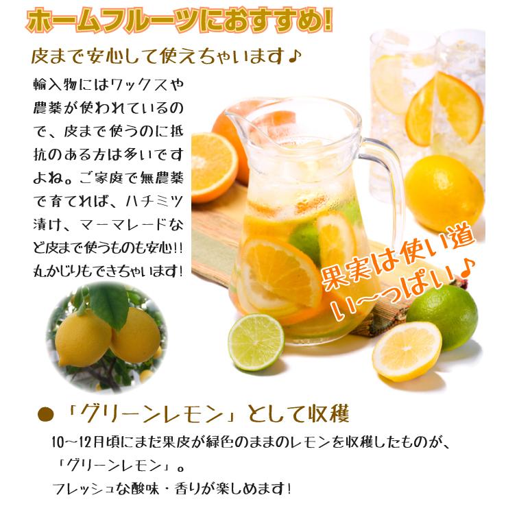 トゲなしユズ＆レモン 2種2株 カンキツ 果樹苗 国華園 : 花と緑