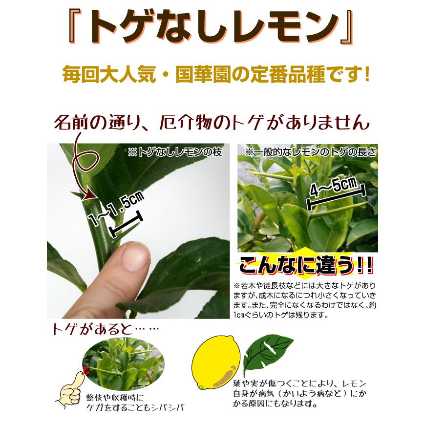 自然菜園 はるかぜ2本まとめ売り 自然菜園 はるかぜ様専用2本まとめ売り