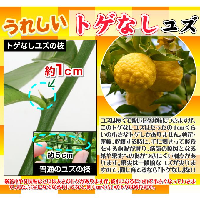 ゆず苗木♪　レモンの横に♪立派な２年生o(^-^)o ゆず苗木♪ レモンの横に♪立派な2年生o(^-^)o