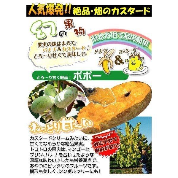 ポポー 最強大玉ポポーセット 2種2株 果樹苗 国華園 : 花と緑 国華園