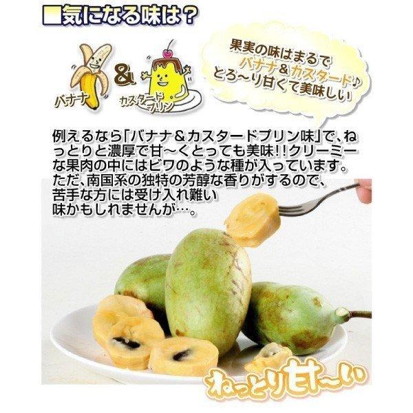 ポポー 最強大玉ポポーセット 2種2株 果樹苗 国華園 : 花と緑 国華園