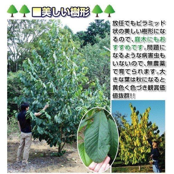 国華園 果樹苗 ポポー 最強大玉ポポーセット 2種2株 爆買 : 花と緑 国