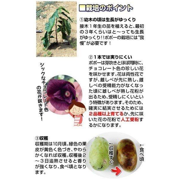 ポポー 最強大玉ポポーセット 2種2株 果樹苗 国華園 : 花と緑 国華園