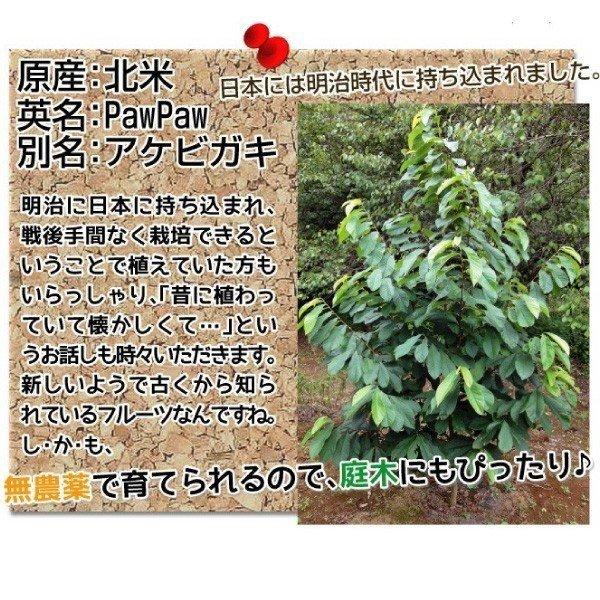 果樹苗 ポポー なめらか大玉ポポーセット 2種2株｜kokkaen｜04