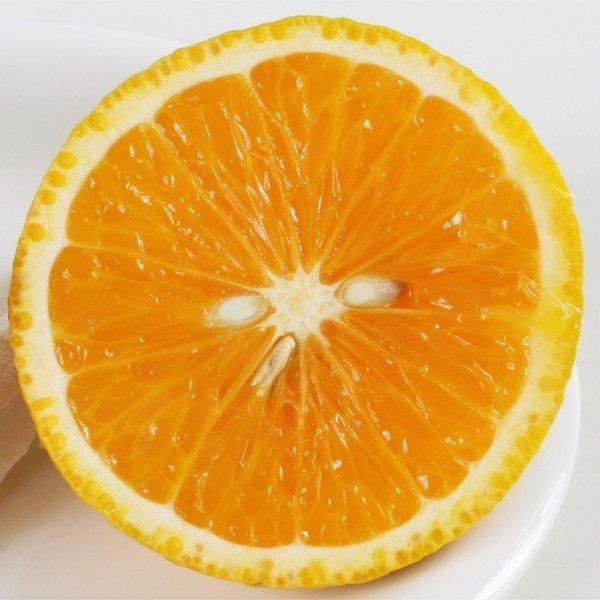 スイートスプリング 1株 カンキツ 果樹苗 国華園 : 花と緑 国華園