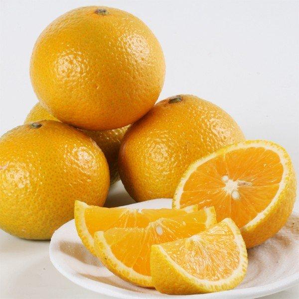 スイートスプリング 1株 カンキツ 果樹苗 国華園 : 花と緑 国華園