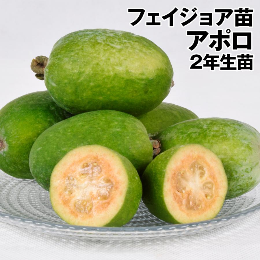 フェイジョア 苗木 苗 アポロ2年生 1株 フェイジョアの木 果樹苗 国華園 22n P8 0055 花と緑 国華園 通販 Yahoo ショッピング