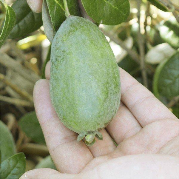 フェイジョア アポロ2年生 1株 果樹苗 国華園 爆買 : 花と緑 国華園