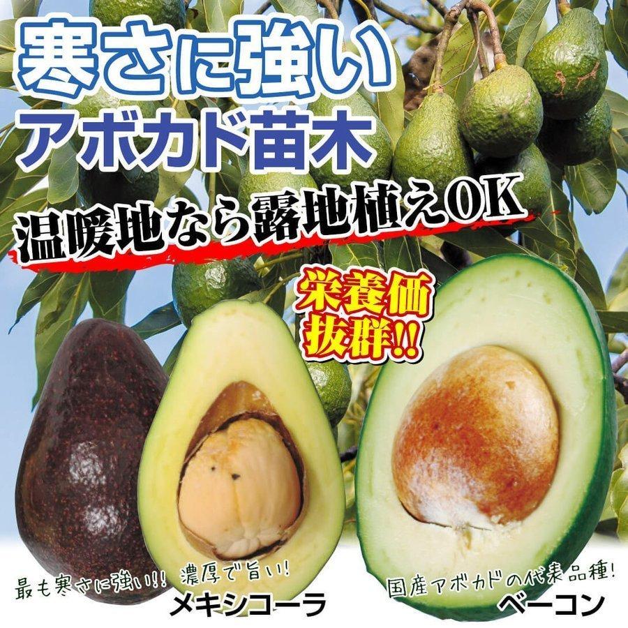 ランキングtop5 アボカド 苗木 苗 寒さに強いアボカドaセット 2種2株 アボカドの木 アボガド露地植え 耐寒性 南国フルーツ 果樹苗 国華園 Whitesforracialequity Org