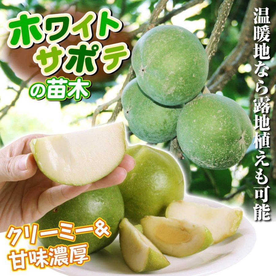 ホワイトサポテ ピケ 1株 トロピカルフルーツ 果樹苗 国華園 : 花と緑