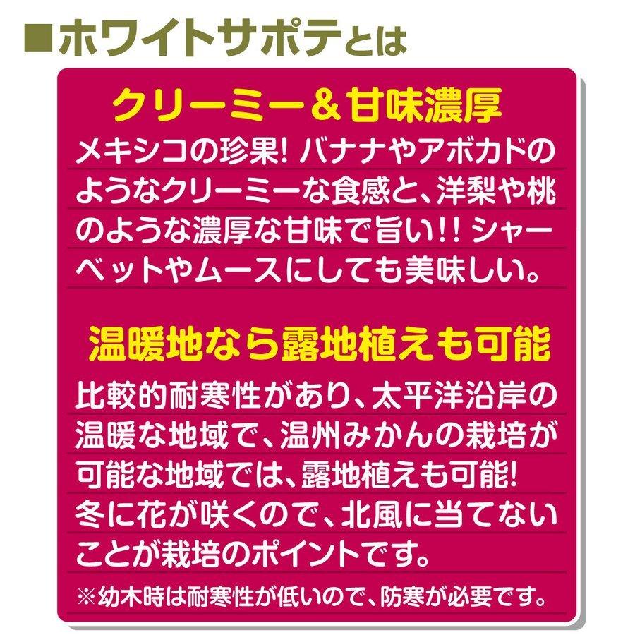 国華園 ホワイトサポテ苗 ピケ 1株 接木2年生ポット苗 熱帯果樹苗 : 花