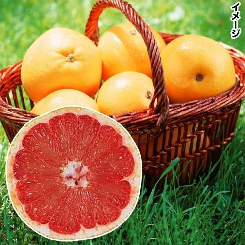 グレープフルーツ 苗木 苗 ルビー 台つき 1株 接木2年生苗 みかん グレープフルーツ苗 グレープフルーツの木 ピンクグレープフルーツ 果樹苗 国華園 22n P8 0099 花と緑 国華園 通販 Yahoo ショッピング