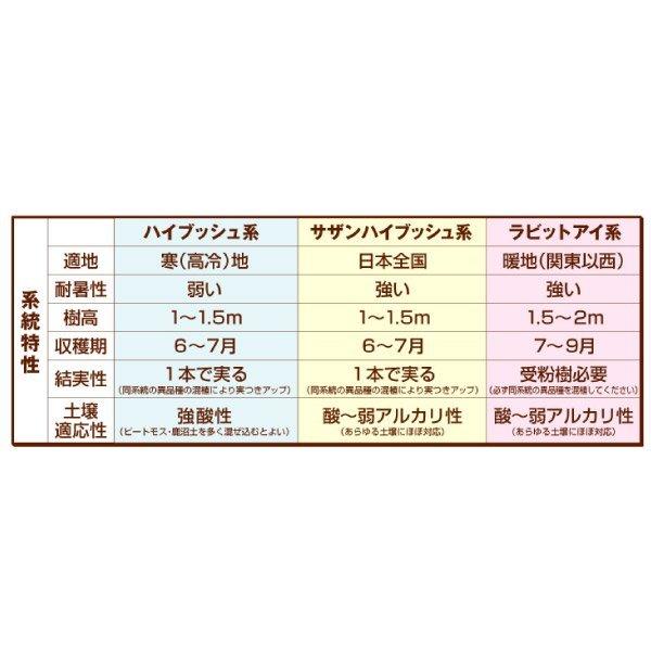 ブルーベリー 苗木 苗 美味サザンハイブッシュ系挿木セット 3種3株 サザンハイブッシュ系 / ブルーベリーの木 果樹苗 国華園 :2022n-p9-0004:花と緑 国華園 - 通販 - Yahoo!ショッピング ブルーベリー 苗木 苗 美味サザンハイブッシュ系挿木セット 3種3株 サザンハイブッシュ系 / ブルーベリーの木 果樹苗 国華園 :2022n-p9-0004:花と緑 国華園 - 通販 - Yahoo!ショッピング