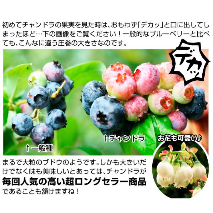 ブルーベリー大苗木　２本セット 楽天市場】品種おまかせ ブルーベリー苗 2株セット 樹高60cm