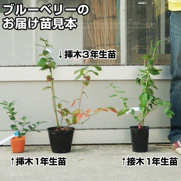 ブルーベリー 大実サザンハイブッシュ系挿木セット 2種2株 果樹苗 国