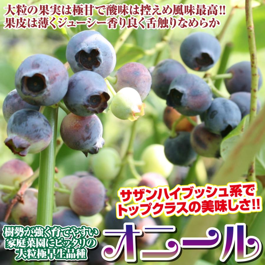 ブルーベリー 大実サザンハイブッシュ系挿木セット 2種2株 果樹