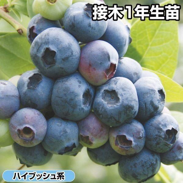 人気急上昇 ブルーベリー 苗木 苗 ダローr 接木1年生苗 1株 ハイブッシュ系 ブルーベリーの木 果樹苗 国華園 Rmladv Com Br