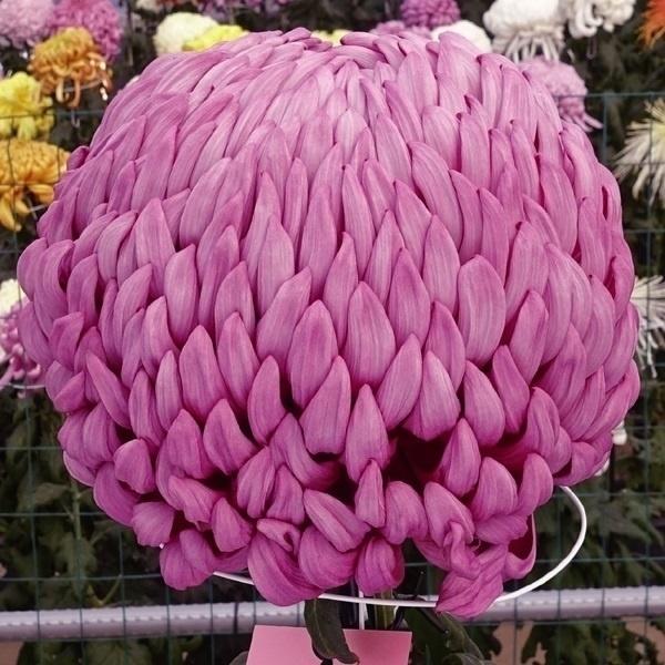 菊苗 大菊 国華火祭 1芽（Yahoo!・花と緑 国華園）
