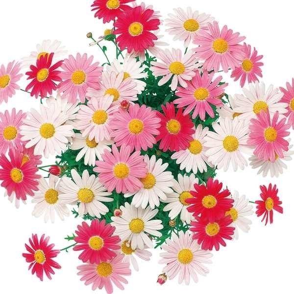 花苗 マーガレット ストロベリーホイップPVP 2株 / PW（Yahoo!・花と緑 国華園）