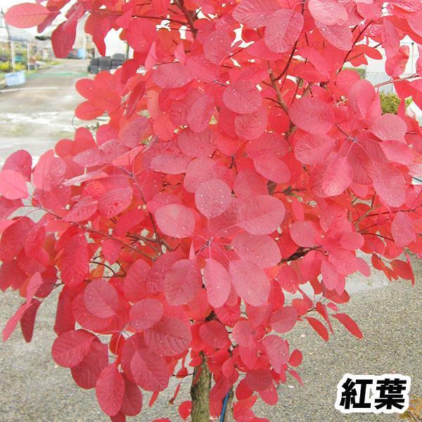 スモークツリー 苗 苗木 グレース 1株 / 庭木 植木 花木苗 スモークツリー 苗 苗木 グレース 1株 / 庭木 植木 花木苗