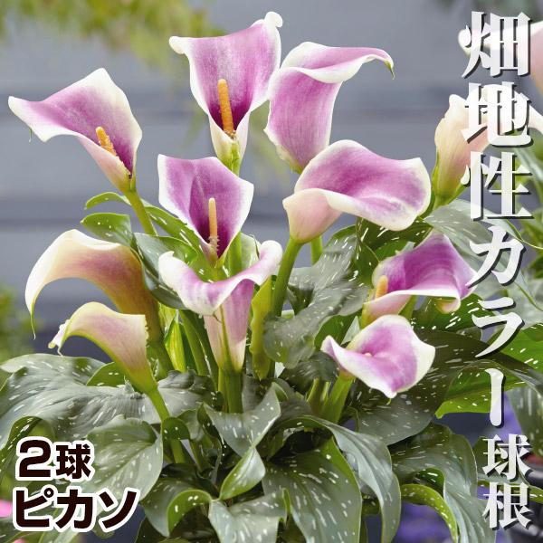畑地性カラー 球根 ピカソ 2球 畑地性カラーの球根 春植え球根（Yahoo!・花と緑 国華園）