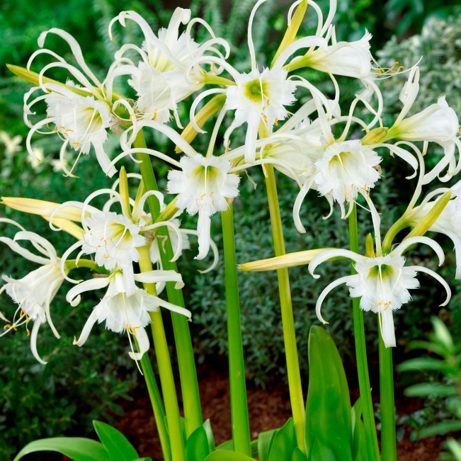 ヒメノカリス 球根 フェスタリス 3球 イスメネ ヒメノカリスの球根 春植え球根（Yahoo!・花と緑 国華園）