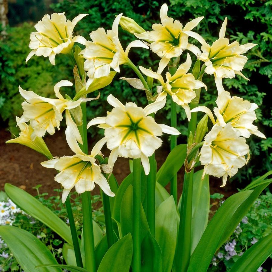 ヒメノカリス 球根 サルファークイーン 3球 イスメネ ヒメノカリスの球根 春植え球根（Yahoo!・花と緑 国華園）
