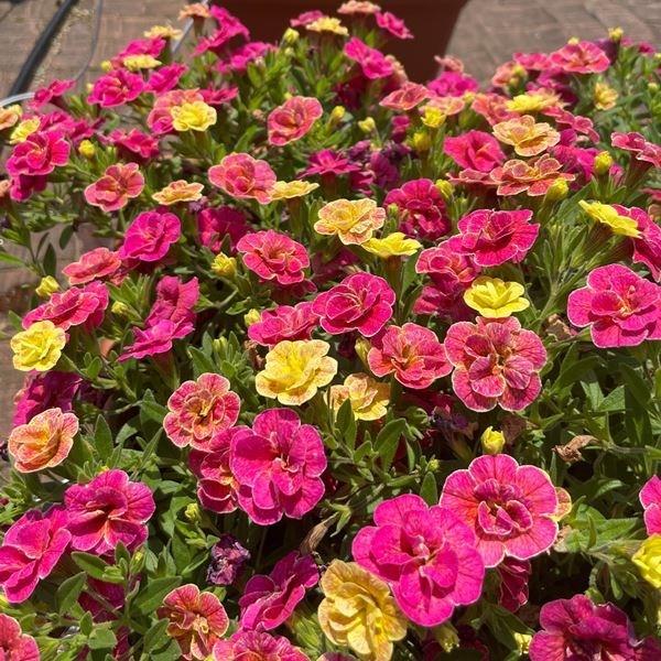 花苗 カリブラコア ダブルデザートローズ 2株（Yahoo!・花と緑 国華園）