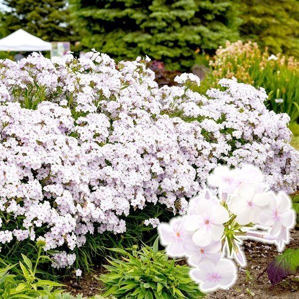 花苗 宿根フロックス オープニングアクト ピンクアドット 1株（Yahoo!・花と緑 国華園）