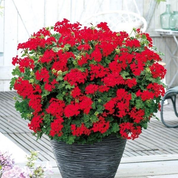 花苗 ゼラニウム レッドエクスプロージョン 品種登録出願中 2株（Yahoo!・花と緑 国華園）