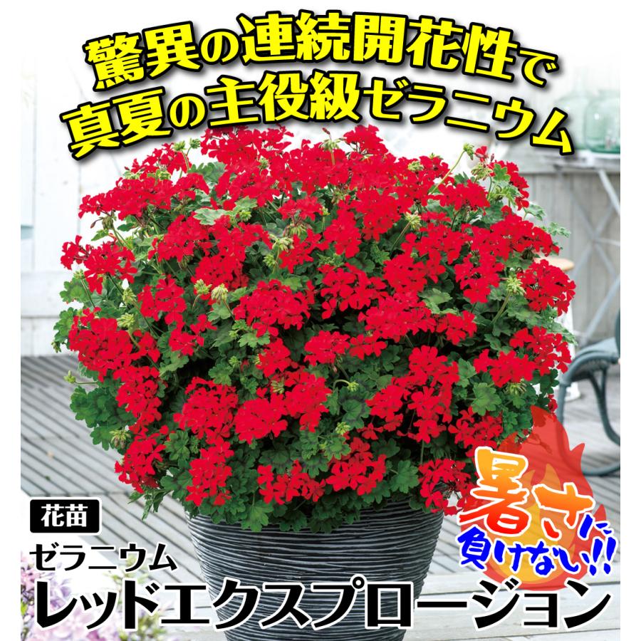 花苗 ゼラニウム レッドエクスプロージョン 品種登録出願中 2株 花苗 ゼラニウム レッドエクスプロージョン 品種登録出願中 2株