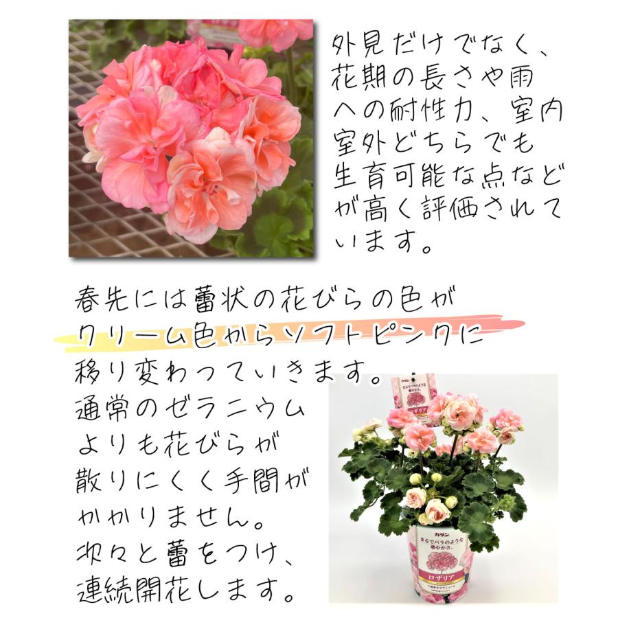 花苗 ゼラニウム ロザリア（品種登録出願中） 1株｜kokkaen｜03