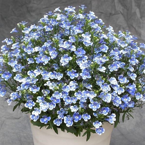 花苗 ロベリア レオン ブルースプラッシュ 3株（Yahoo!・花と緑 国華園）
