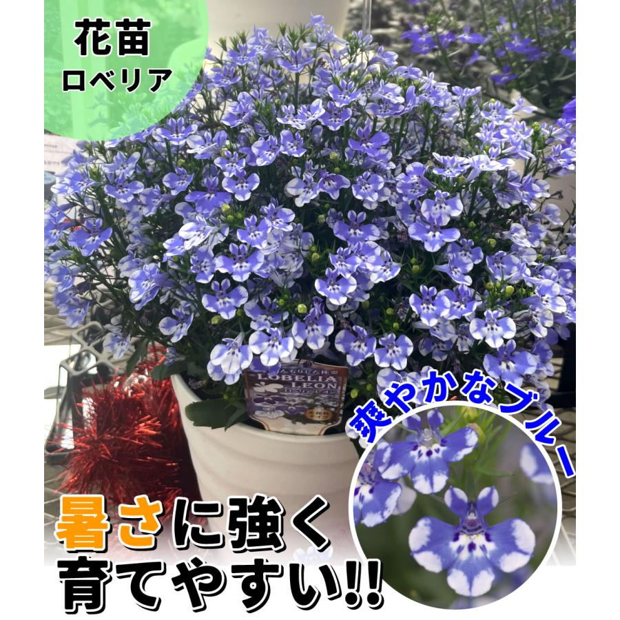 花苗 ロベリア レオン ブルースプラッシュ 3株 : 花と緑 国華園 - 通販