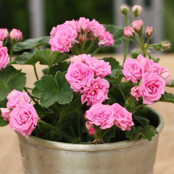 花苗 ゼラニウム ディープミルフィールドローズ 品種登録出願中 2株（Yahoo!・花と緑 国華園）
